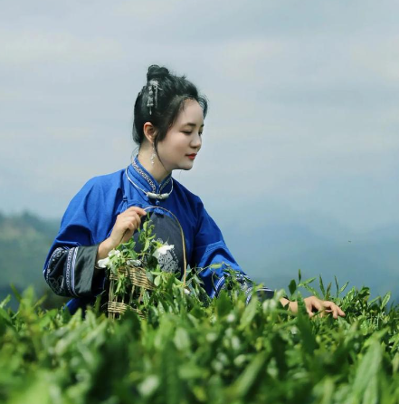 上海喝茶網站論壇招聘(上海茶文化交流平臺招賢納士) 上海喝茶網站論壇招聘(上海茶文化交流平臺招賢納士)