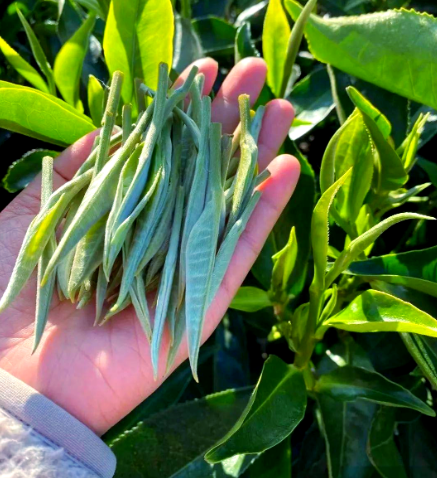 紅茶上火還是降火夏天可以用嗎(紅茶是降火還是助火適合夏天嗎)