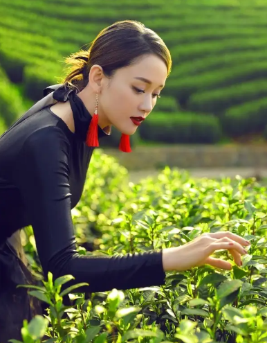 上海喝茶資源微信松江(松江茶文化交流平臺(tái)) 上海喝茶資源微信松江(松江茶文化交流平臺(tái))