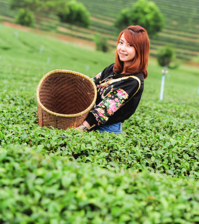狗牯腦綠茶的沖泡方法(狗牯腦綠茶的泡制技巧)