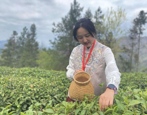 鐵觀(guān)音的功效與作用有哪些(鐵觀(guān)音的健康益處與功能解析)