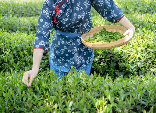 白茶的功效與作用(白茶的健康益處與效果)